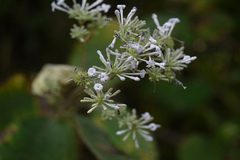 Spermadictyon suaveolens